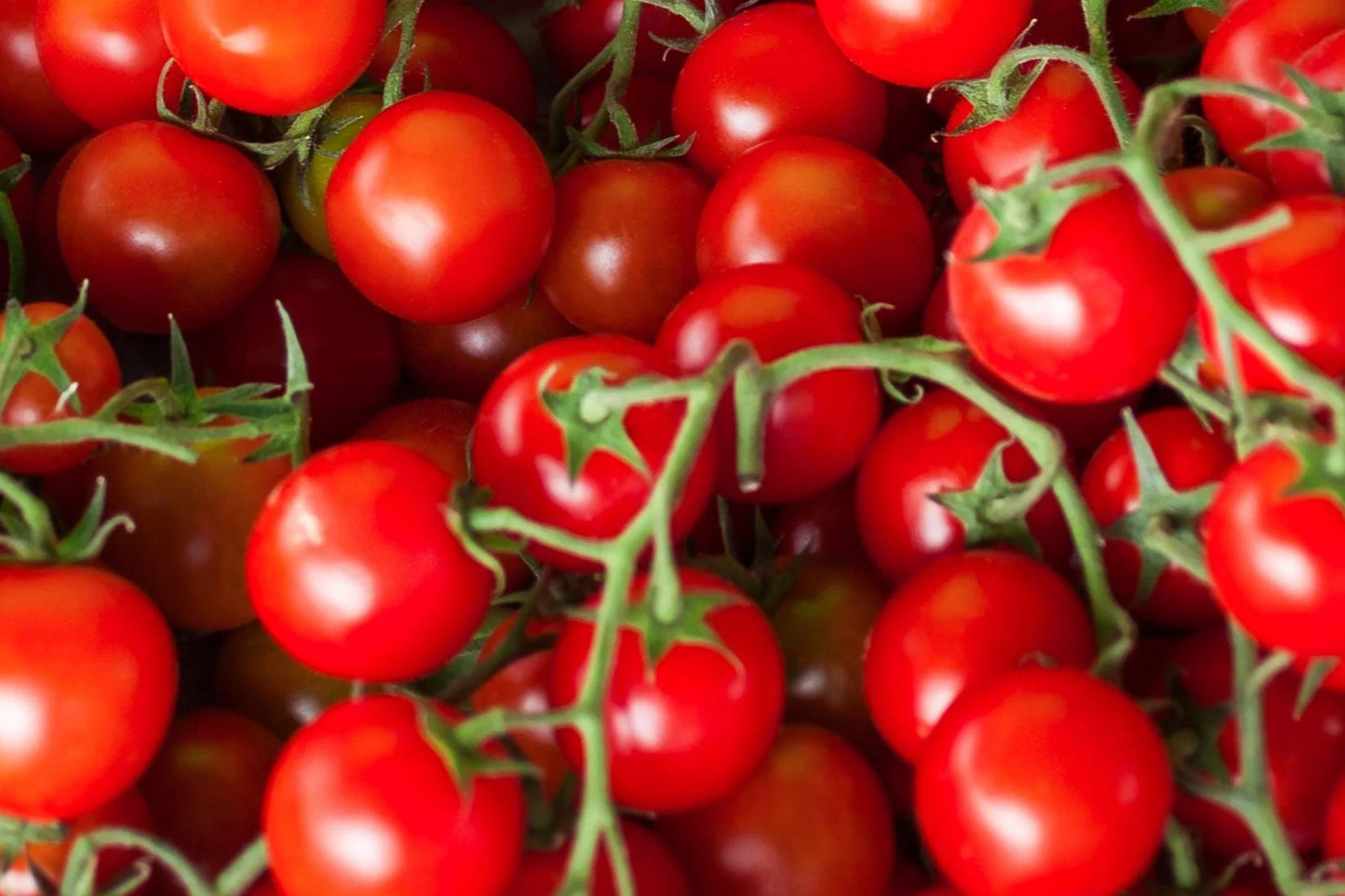 Sweetie Cherry Tomato Seeds - Heirloom Non-GMO High Yield Garden Vegetable for Organic Growing