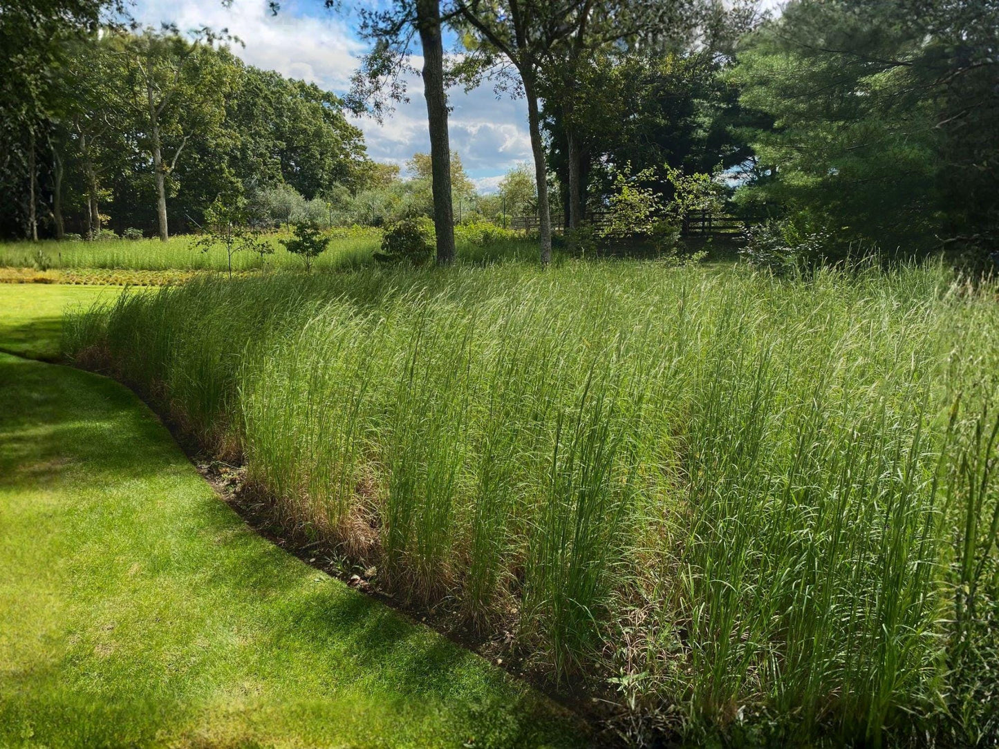 Andropogon virginicus Broomsedge Seeds – Heirloom Non-GMO Native Grass for Meadow, Landscaping, and Garden Planting