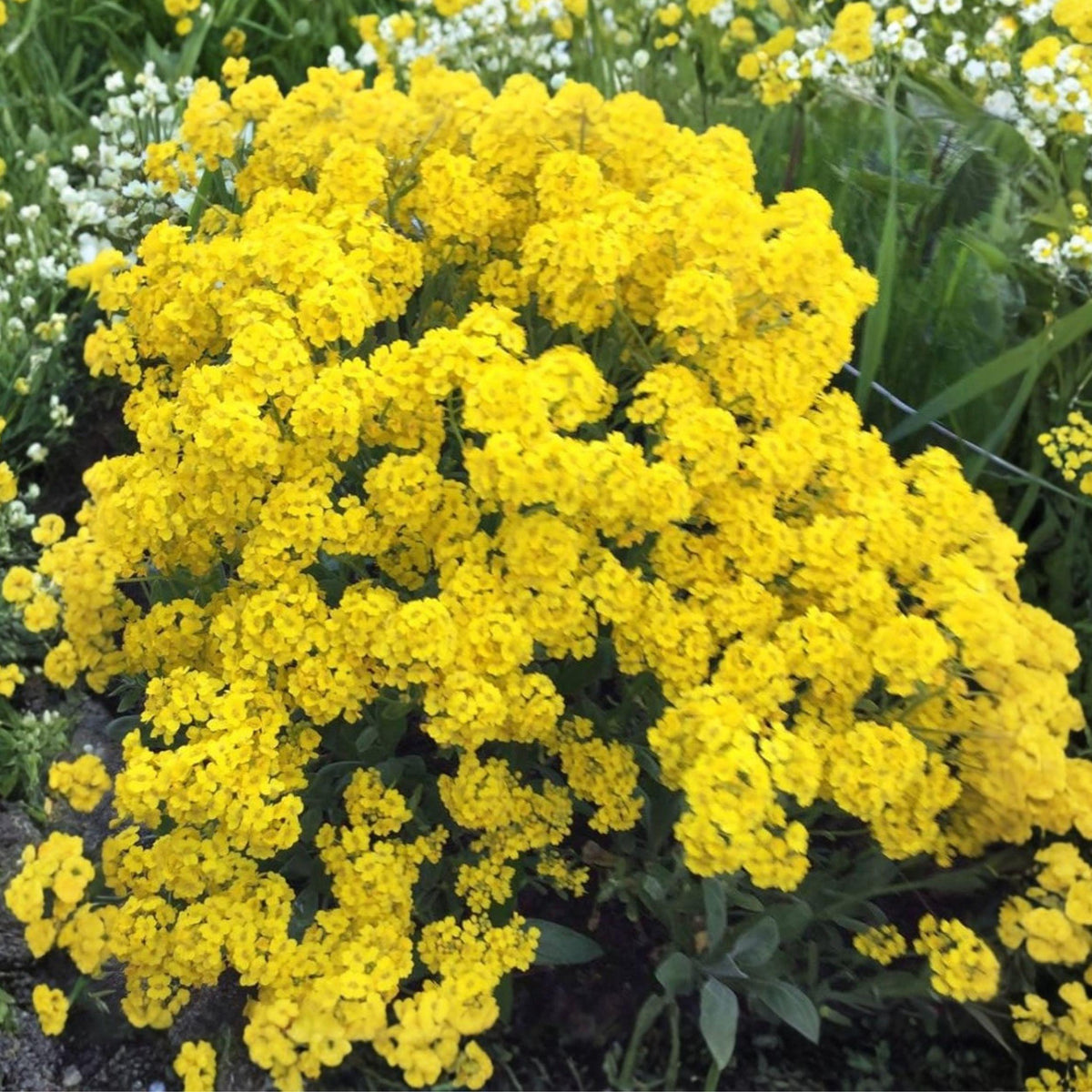 Basket of Gold Seeds, Alyssum saxatile, Yellow Perennial Groundcover Flower, 100 Seeds for Rock Gardens & Borders