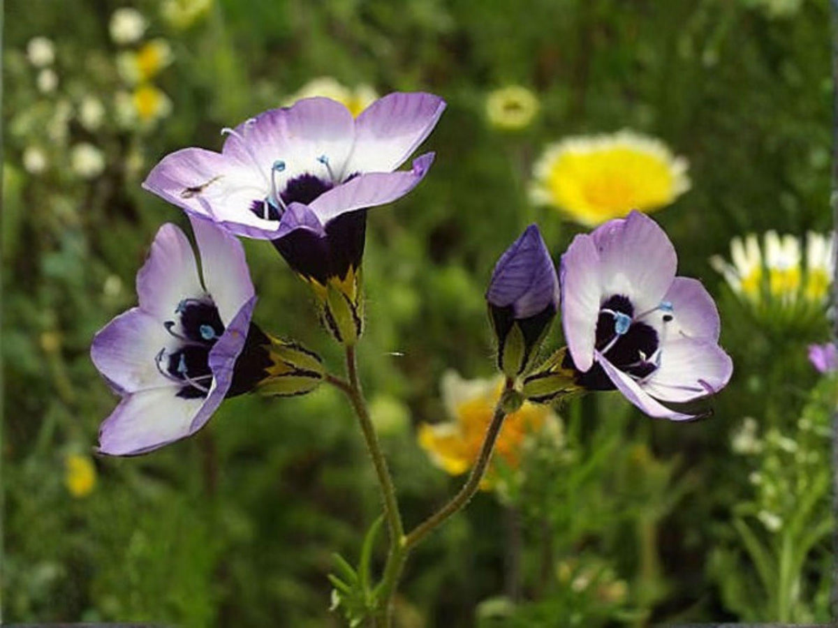 Bird's Eyes Gilia Tricolor Seeds - Heirloom Wildflower Garden Planting - Purple-Blue Flowers, Pollinator-Friendly, Open-Pollinated