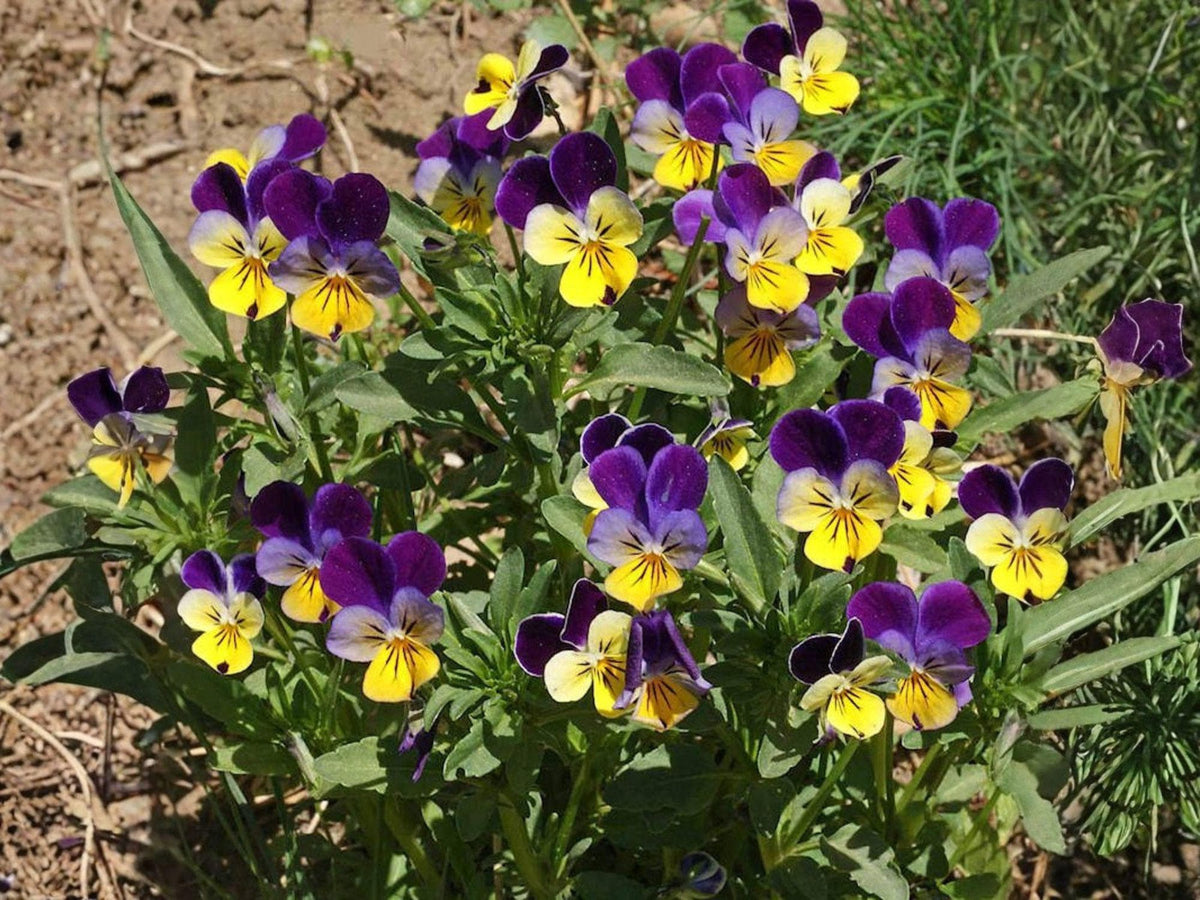 Johnny Jump Up Seeds - Heirloom Viola Tricolor Edible Flower Garden Planting, Non-GMO, Compact, Vibrant Purple, Yellow & White Blooms