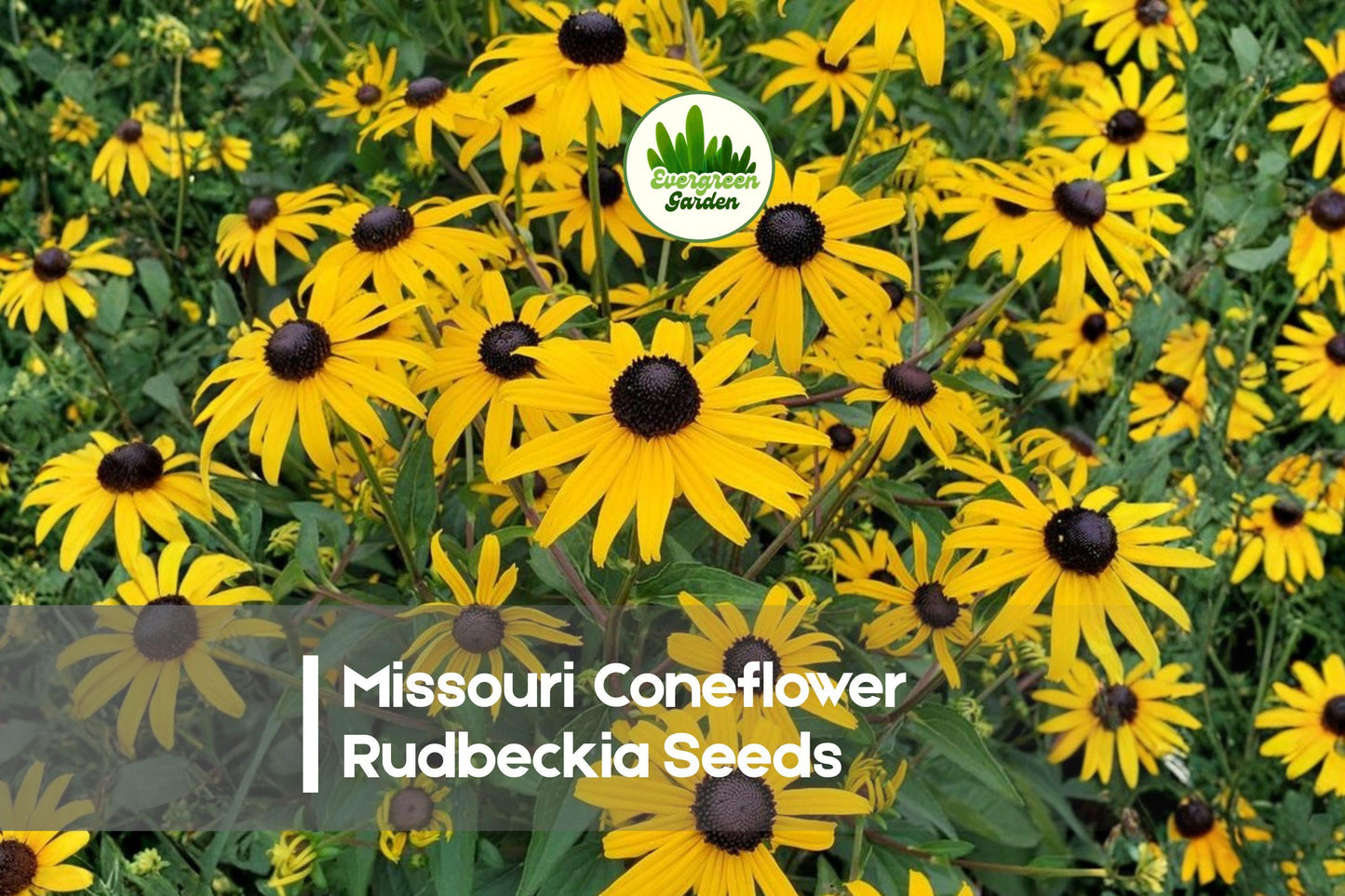 Missouri Coneflower Seeds, Rudbeckia missouriensis, Perennial Wildflower, Golden Yellow Blooms, Native Prairie Plant