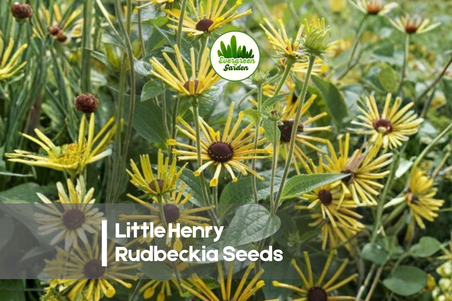 Little Henry Rudbeckia Seeds, Perennial Flower, Yellow Quilled Blooms, Rudbeckia subtomentosa ‘Little Henry’