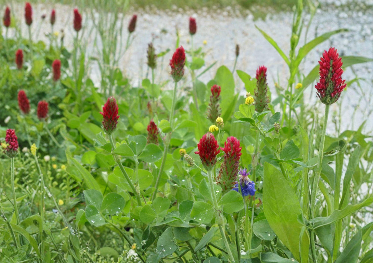 Crimson Clover Seeds, Heirloom Non-GMO, Trifolium Incarnatum, Cover Crop, Pollinator-Friendly, Soil-Enhancing, Garden Seeds