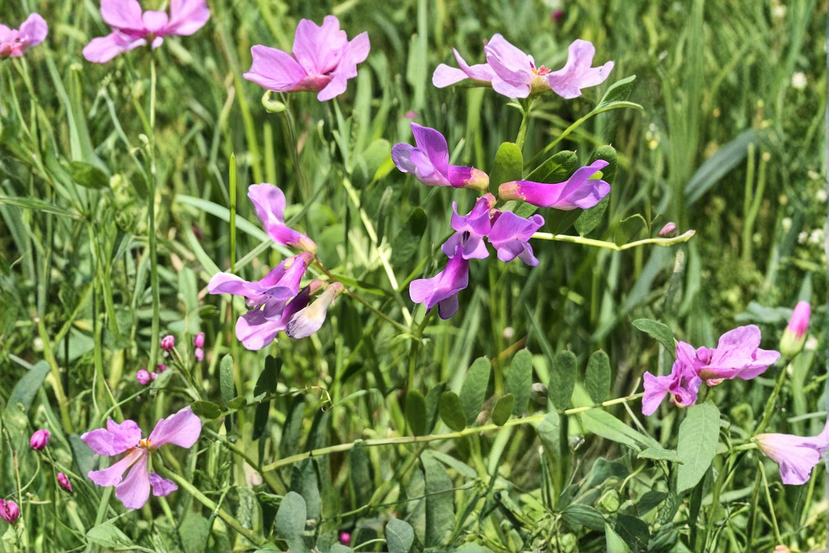 American Vetch Seeds – Perennial Climbing Legume Vine with Purple to Blue Flowers – Vicia americana