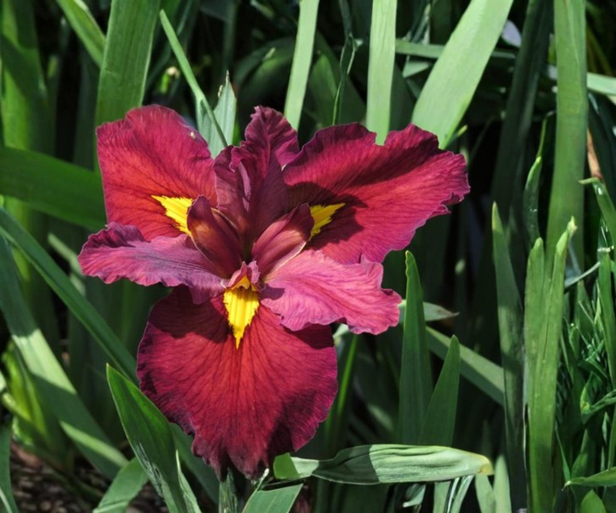 Ann Chowning Louisiana Iris Live Pond Plant – Hardy Aquatic Marginal Red Bog Flower, 18–36 inches, Louisiana Iris Scientific Name