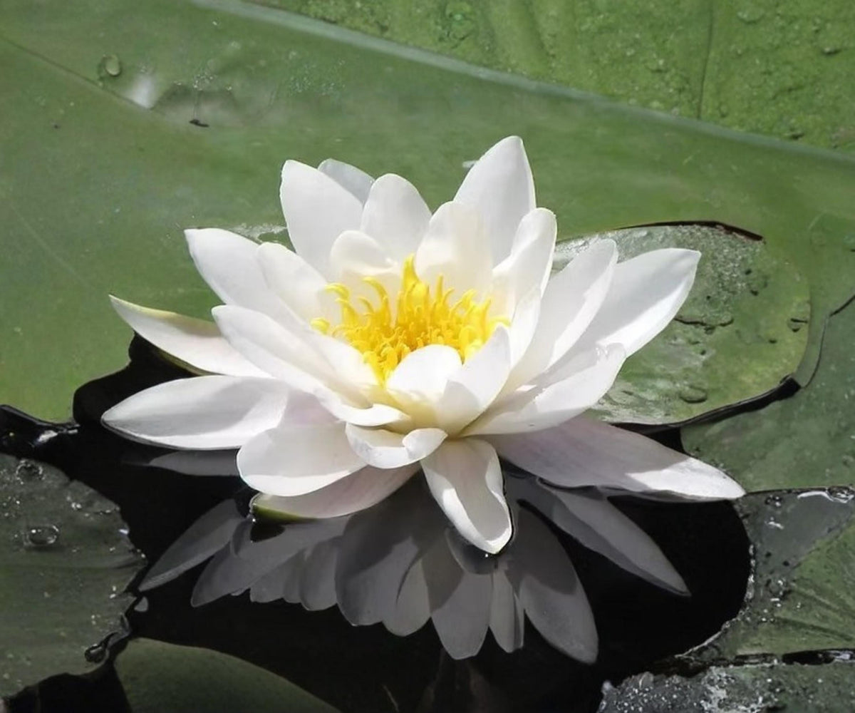 Marliacea Albida Water Lily Live Plant – Hardy White Nymphaea for Ponds & Water Gardens