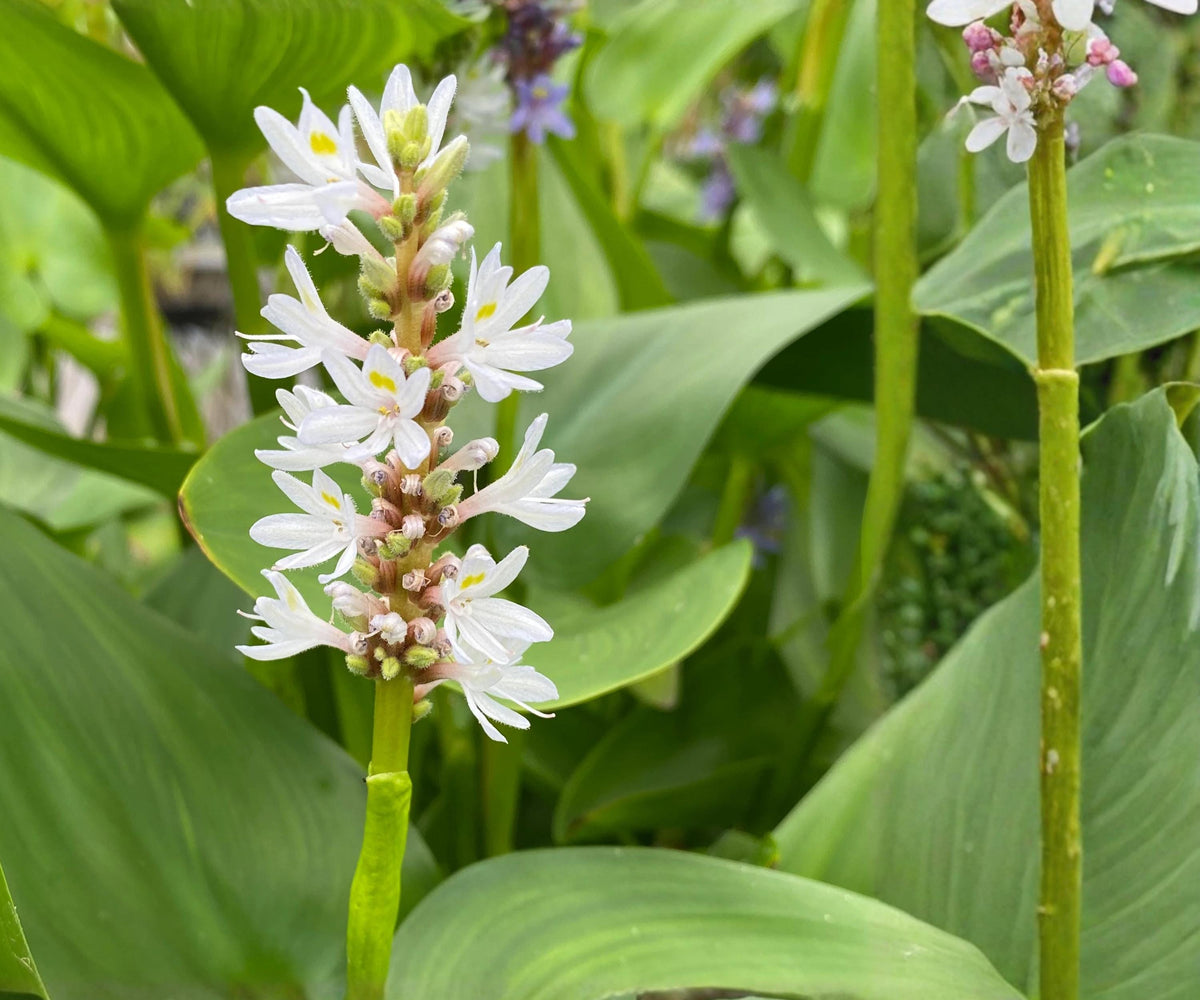 White Pickerel Weed Live Pond Plant – Pontederia cordata, Hardy Aquatic Marginal Bog Flower, Water Garden, Pond Edge Plant