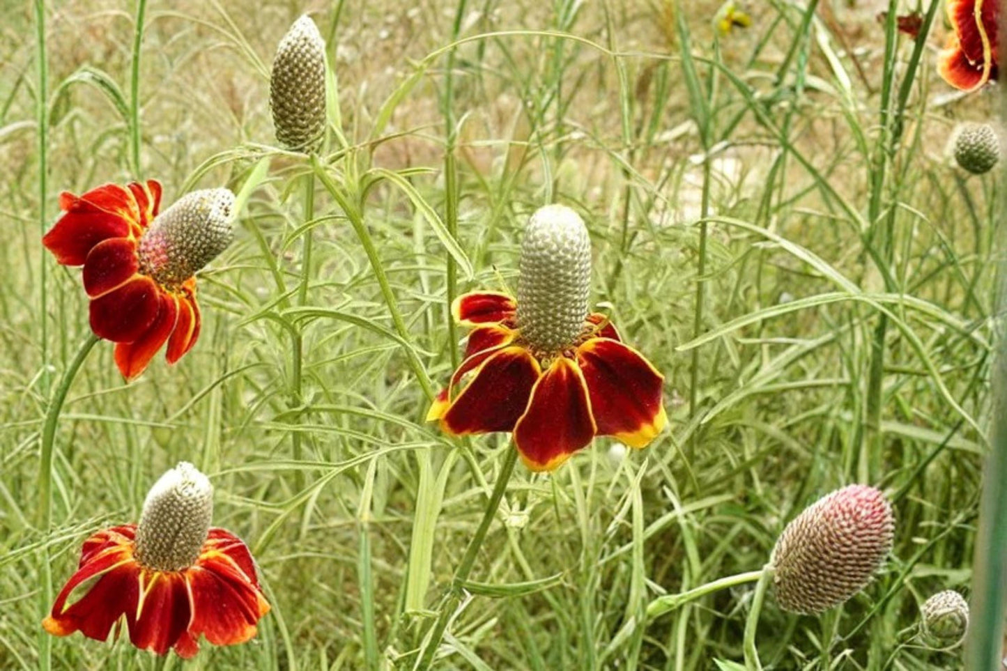 Mexican Hat Wildflower Seeds – Ratibida columnifera pulchra – Drought Tolerant Perennial with Red and Yellow Drooping Petals