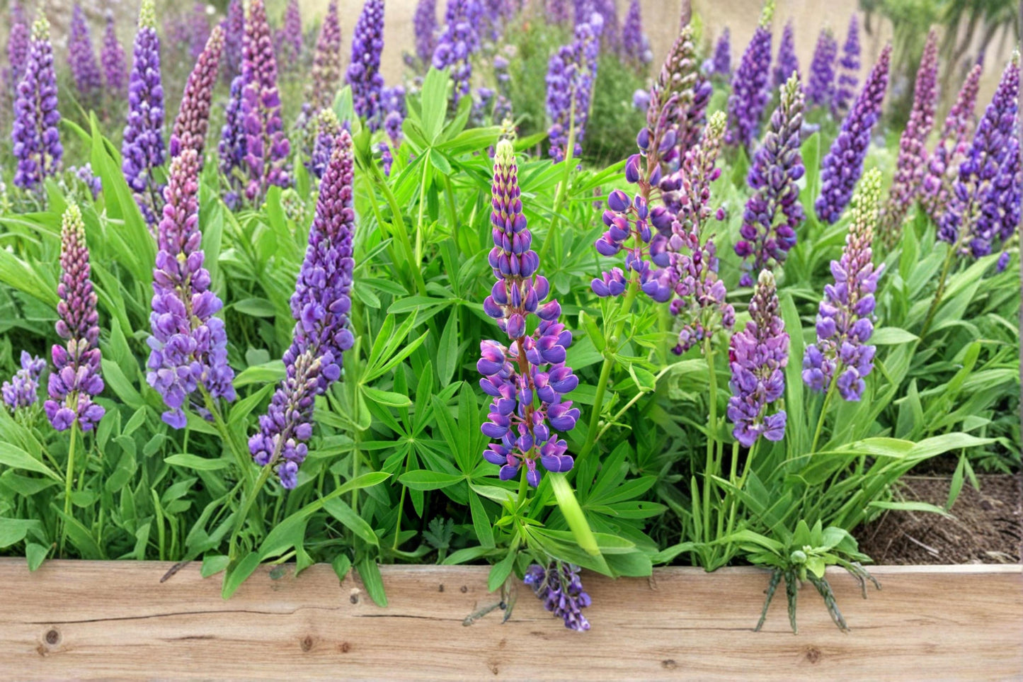 Large Leaf Lupine Seeds – Perennial Flowering Plant with Colorful Blooms – Lupinus polyphyllus