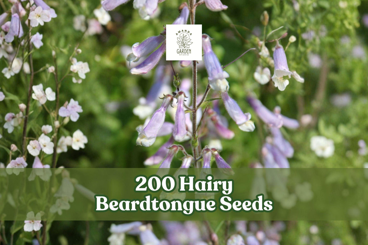 200 Hairy Beardtongue Seeds Penstemon hirsutus Lavender Wildflower Perennial Plant Seeds