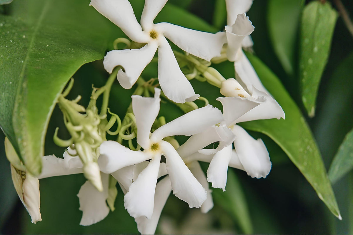 Star Jasmine Cuttings – Fragrant White Climbing Vine | Evergreen Trachelospermum jasminoides for Trellises & Fences