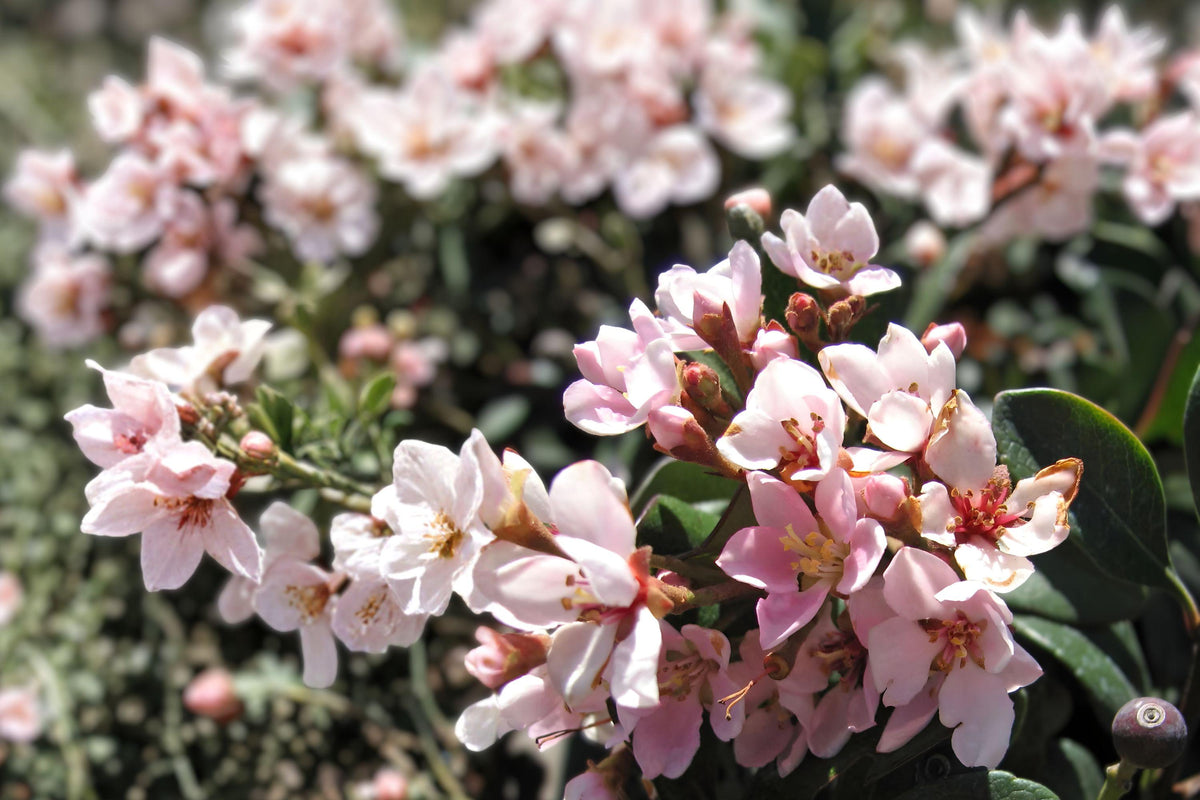 Indian Hawthorne Pink Dancer Cuttings – Evergreen Flowering Shrub, Rhaphiolepis indica, 6-inch Live Plant for Borders & Hedges