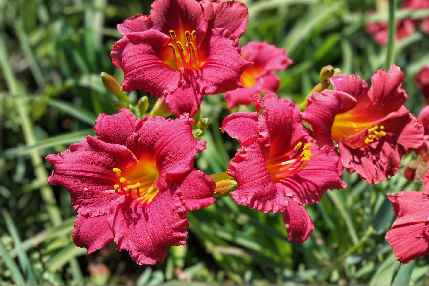 Cranberry Baby Daylily Live Root – Ruffled Red Perennial Flower – Hemerocallis ‘Cranberry Baby’ for Borders & Pollinator Gardens