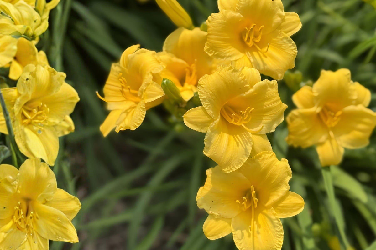 Stella de Oro Daylily – Yellow Reblooming Perennial Live Rooted Plant, Compact, Dwarf, Hemerocallis