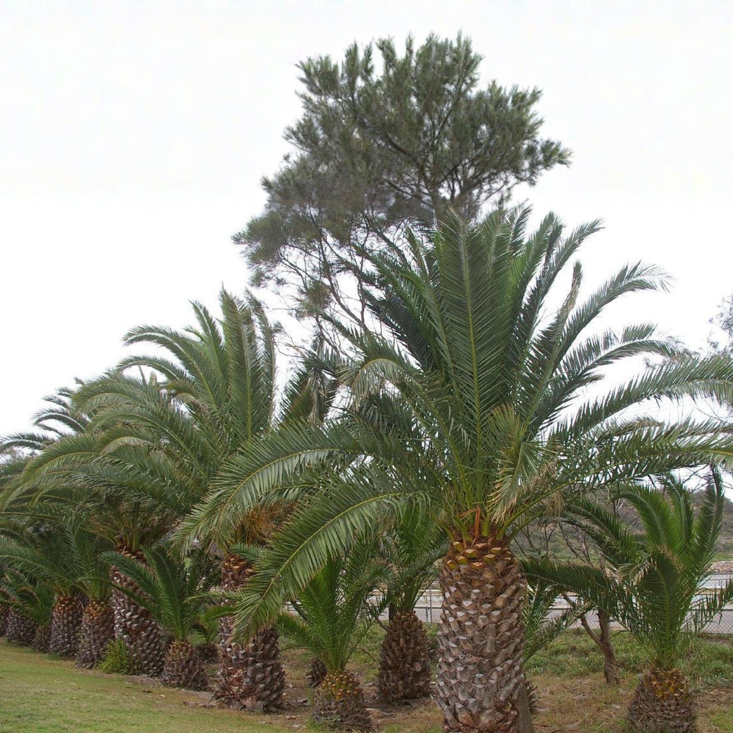 Canary Date Palm Seeds, Phoenix canariensis, Ornamental Tropical Palm Tree, Landscape Plant, 10 Seeds