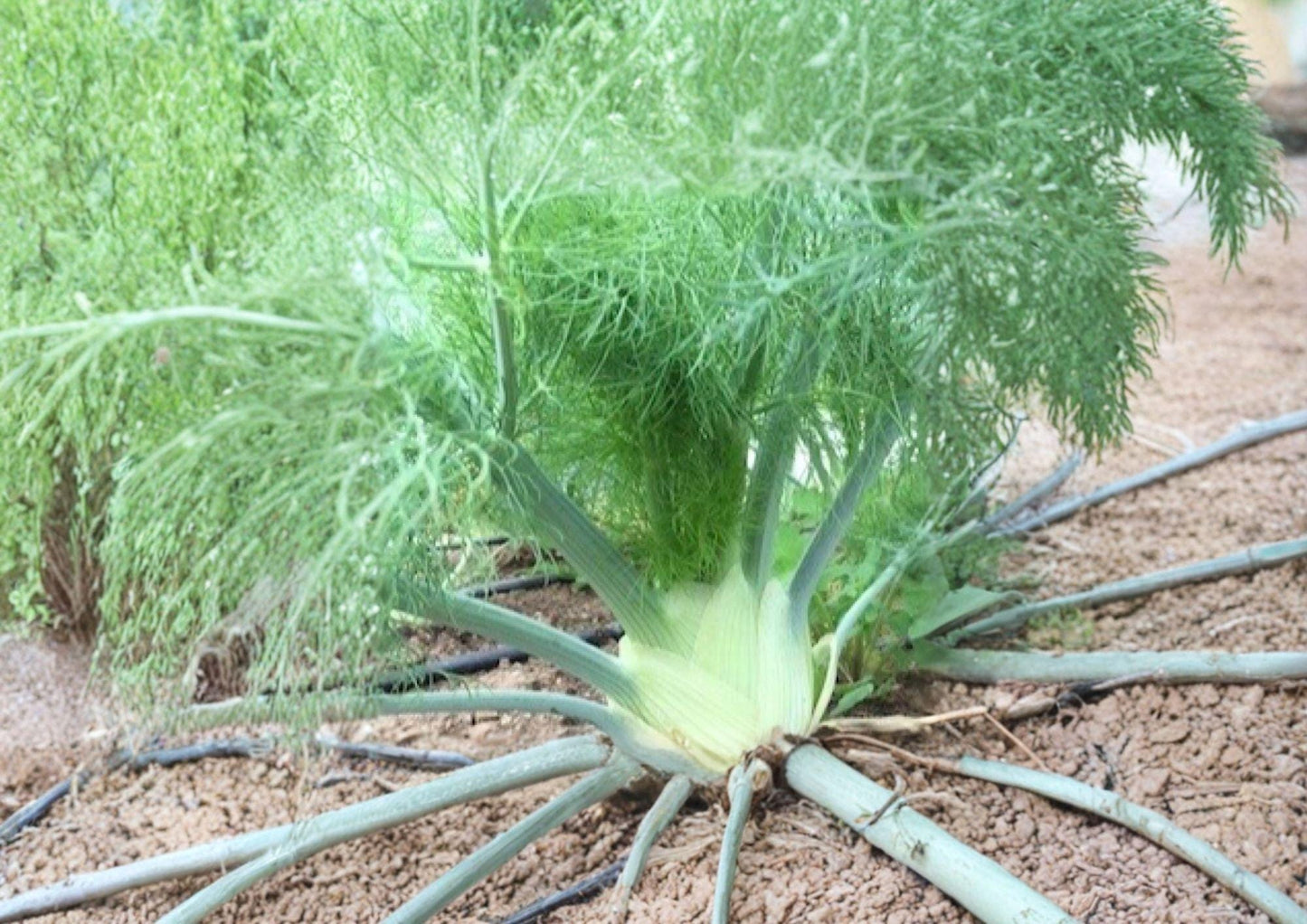 Florence Fennel Seeds 200+ Foeniculum Vulgare Herb for Garden Planting, Culinary & Medicinal, Heirloom Non-GMO Vegetable Seeds