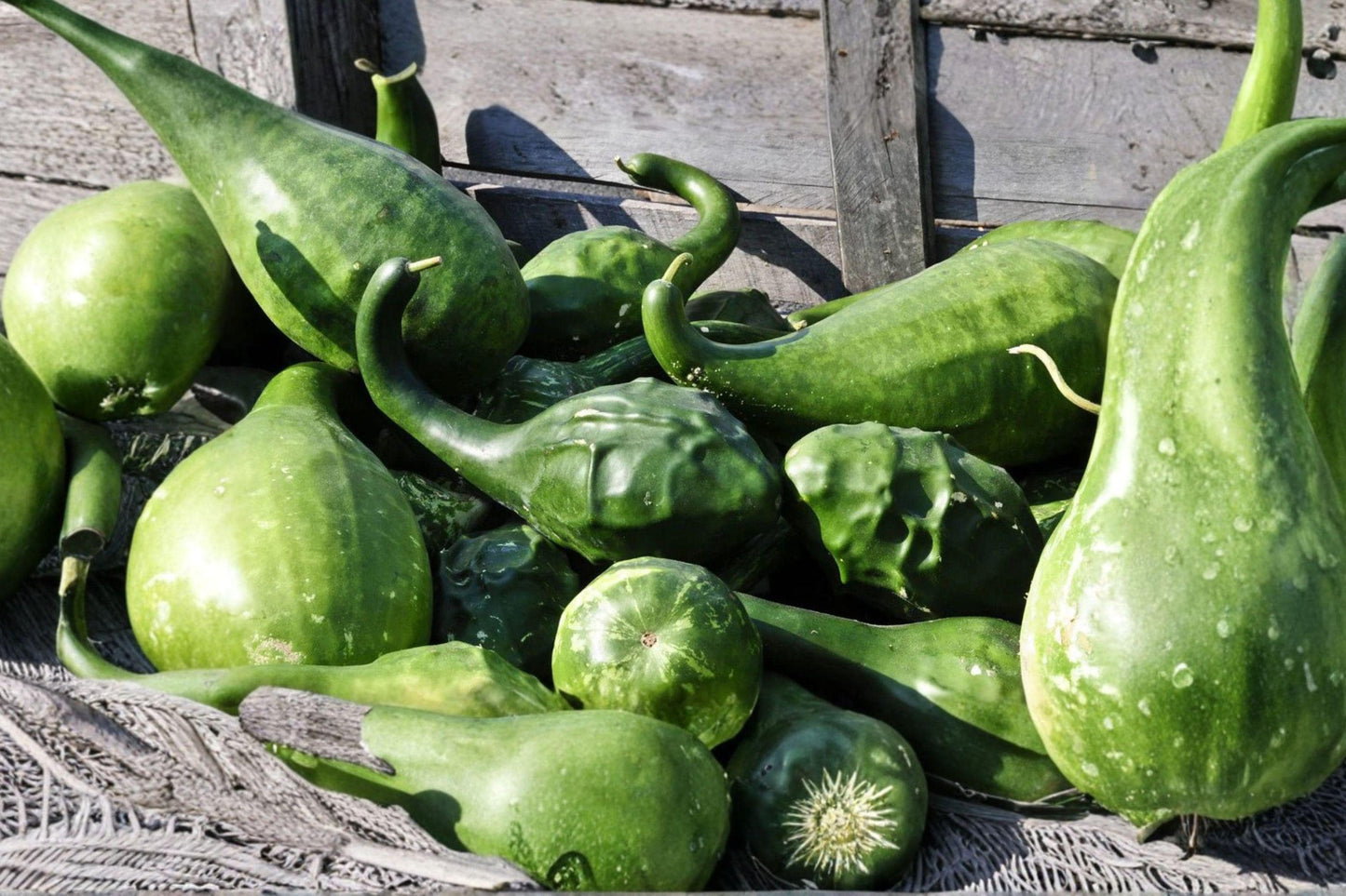 Caveman’s Club Gourd Seeds – Rare Maranka Squash for Ornamental Garden, 10 Pack