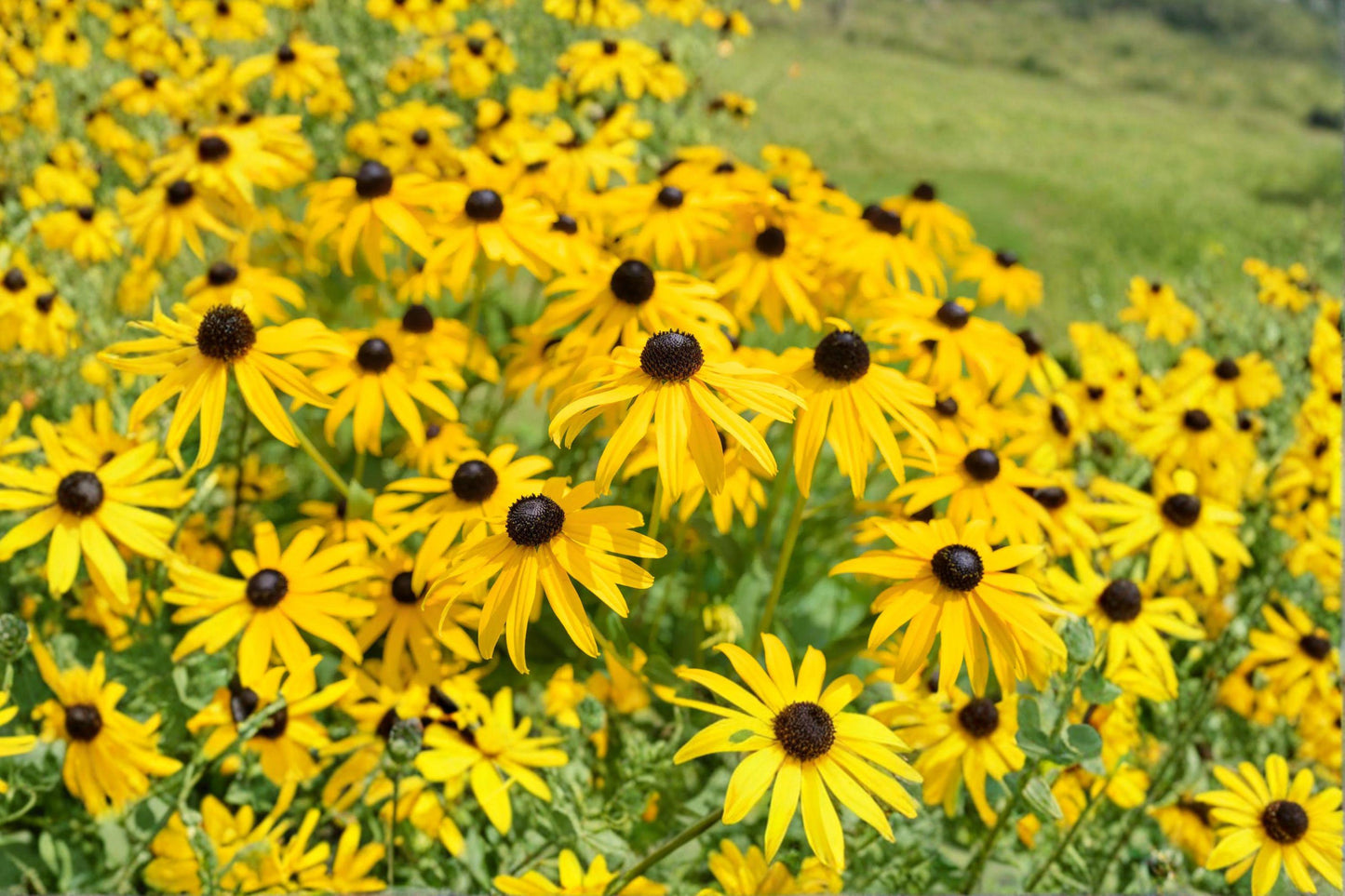 Black Eyed Susan Seeds – 500+ Heirloom Non-GMO Wildflower Seeds for Pollinator Gardens, Bright Yellow Daisy-Like Flowers, Rudbeckia hirta