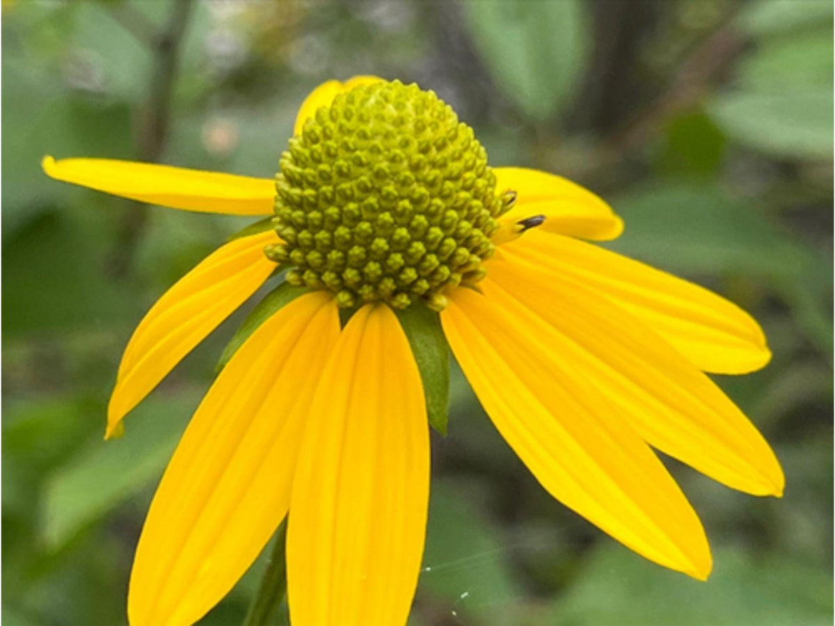 Cutleaf Coneflower Seeds – Heirloom Non-GMO Rudbeckia laciniata ampla, Pollinator Native Flower for Garden Beds & Natural Landscapes