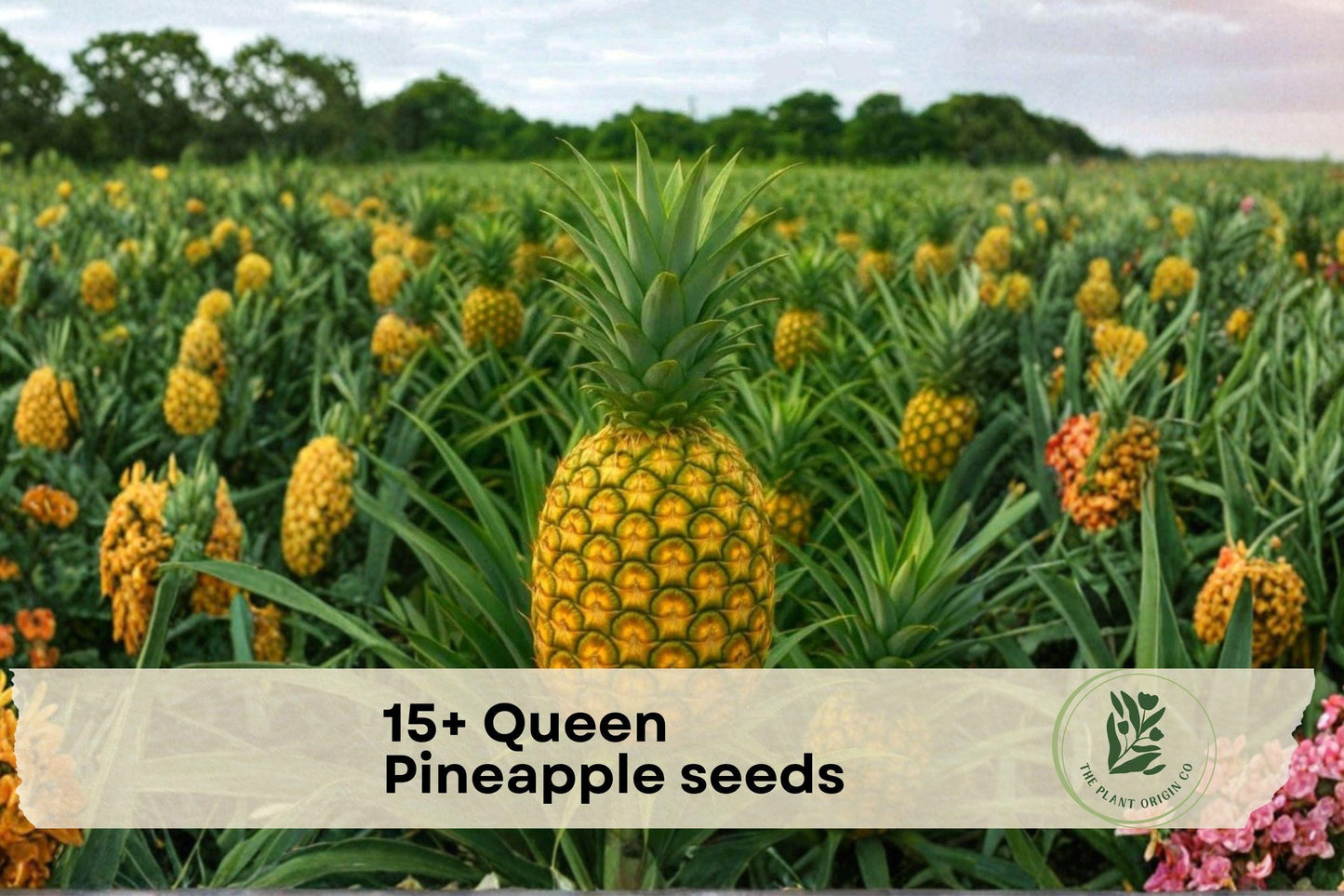 Queen Pineapple Seeds – Tropical Fruit Plant, Ananas comosus, Grow in Containers & Gardens
