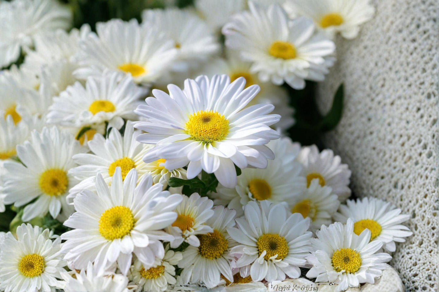 Shasta Daisy Seeds – Perennial White Flower with Yellow Center – Chrysanthemum maximum Garden Plant