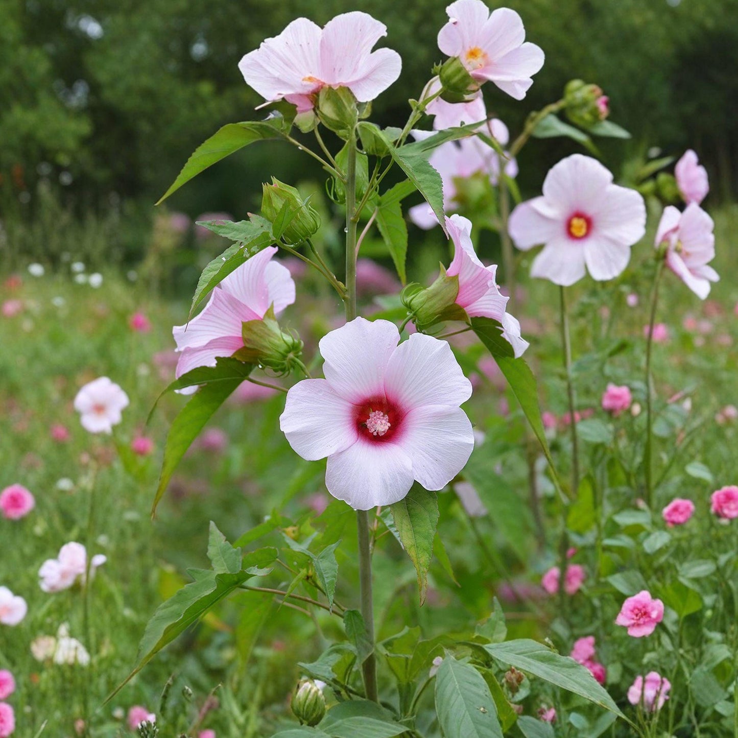 Rose Mallow Seeds | Perennial Hibiscus Plant | Pink Wetland Flower | Hibiscus militaris Seeds (20)