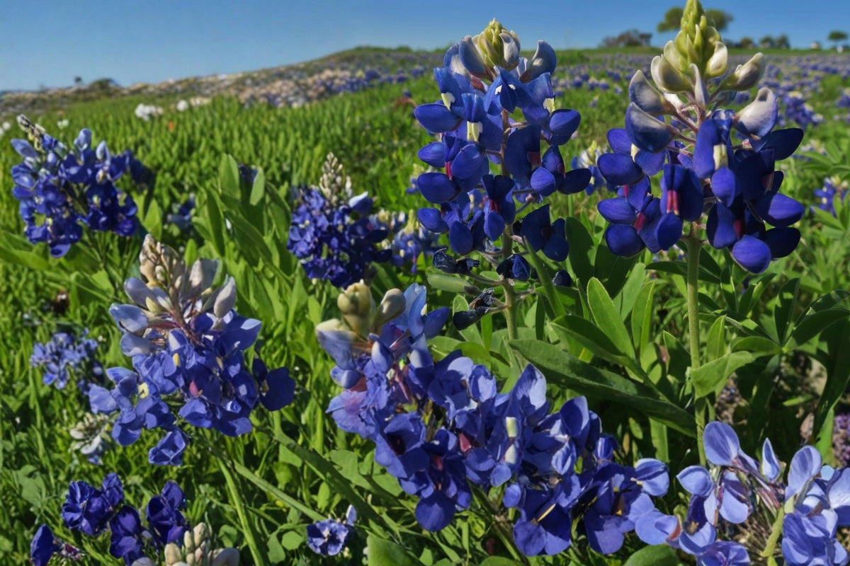 Texas Bluebonnet Seeds – Lupinus texensis, Annual Wildflower with Blue & White Tips, Native Pollinator Plant for Meadow & Landscape