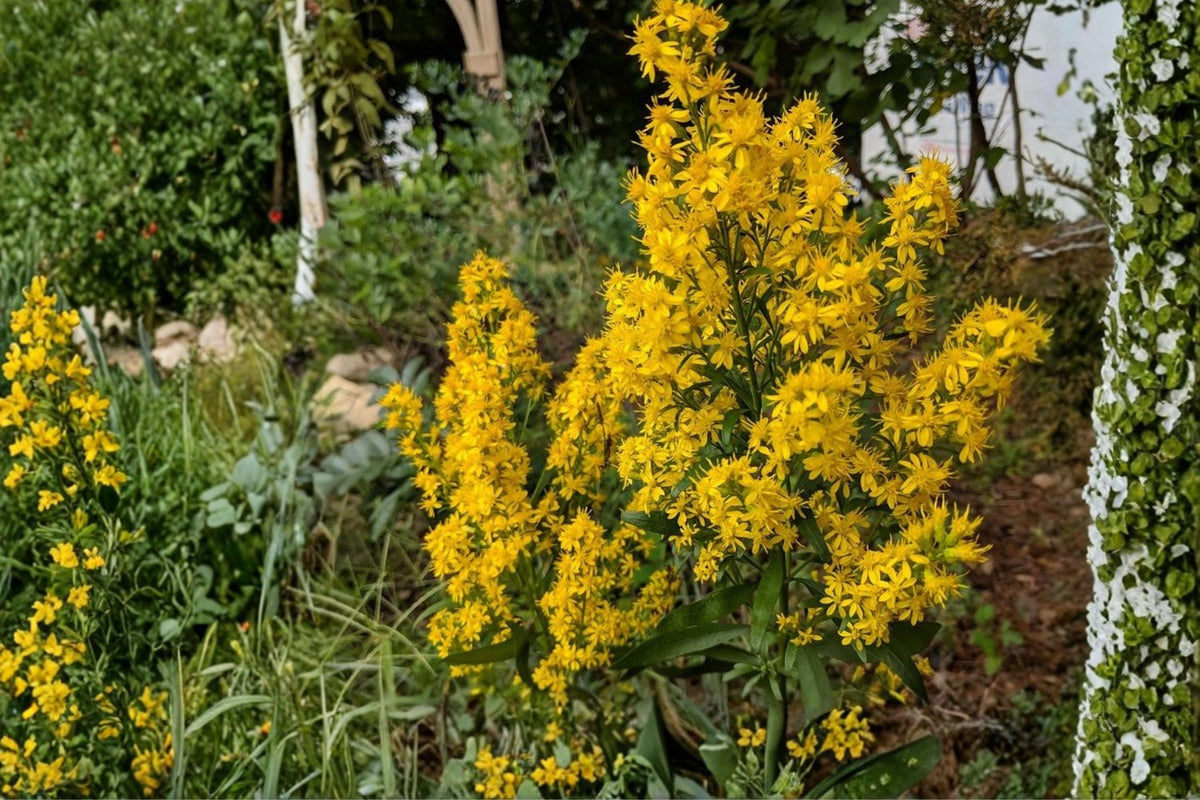 Showy Goldenrod Seeds – Solidago speciosa – Bright Yellow Wildflower for Prairie and Meadow Gardens