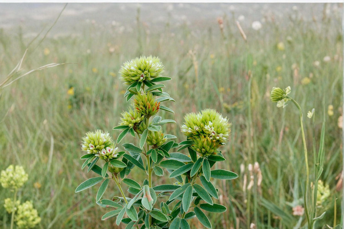 Roundhead Bush Clover Seeds – Lespedeza capitata Perennial Wildflower with Cream to Pale Yellow Flowers
