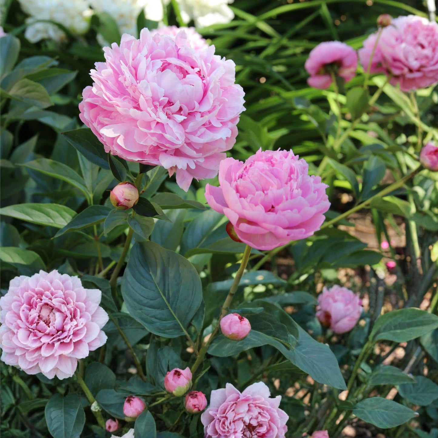 Sarah Bernhardt Peony Root – Double Pink Fragrant Garden Flower, Clumping Perennial, Cut Flower, Paeonia 'Sarah Bernhardt'