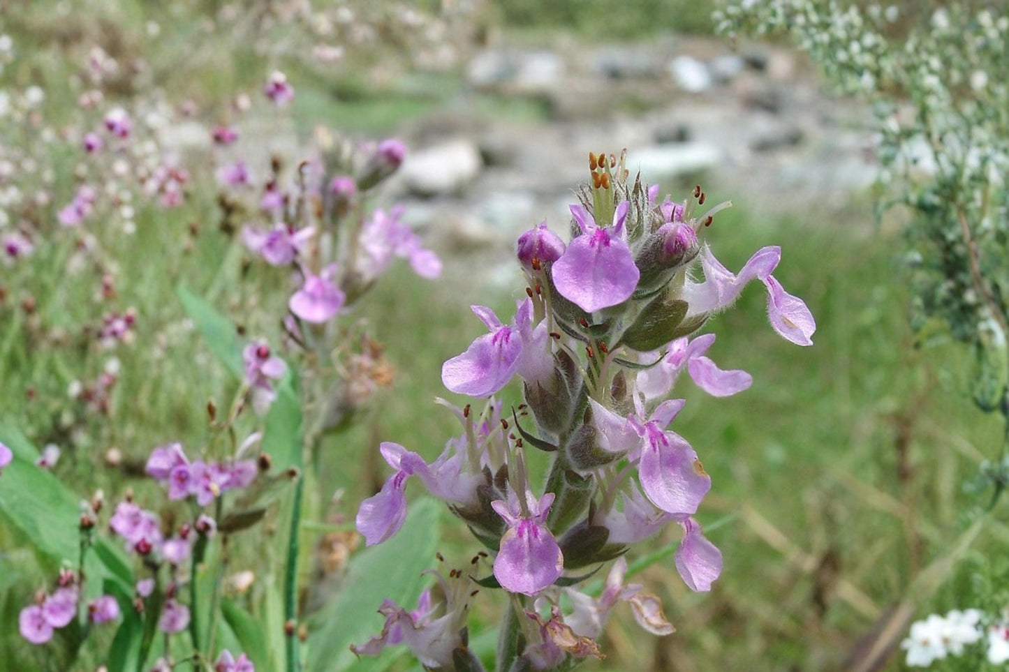 American Germander Seeds – Perennial Wildflower with Pale Purple to Pink Flower Spikes – Teucrium canadense for Natural Landscapes