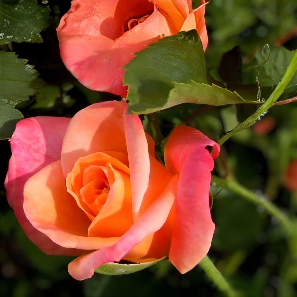Joseph’s Coat Climbing Rose Cuttings – Multicolor Blooms, Unrooted Live Plantings, Rosa ‘Joseph’s Coat’ for Vertical Garden, Trellises & Fences