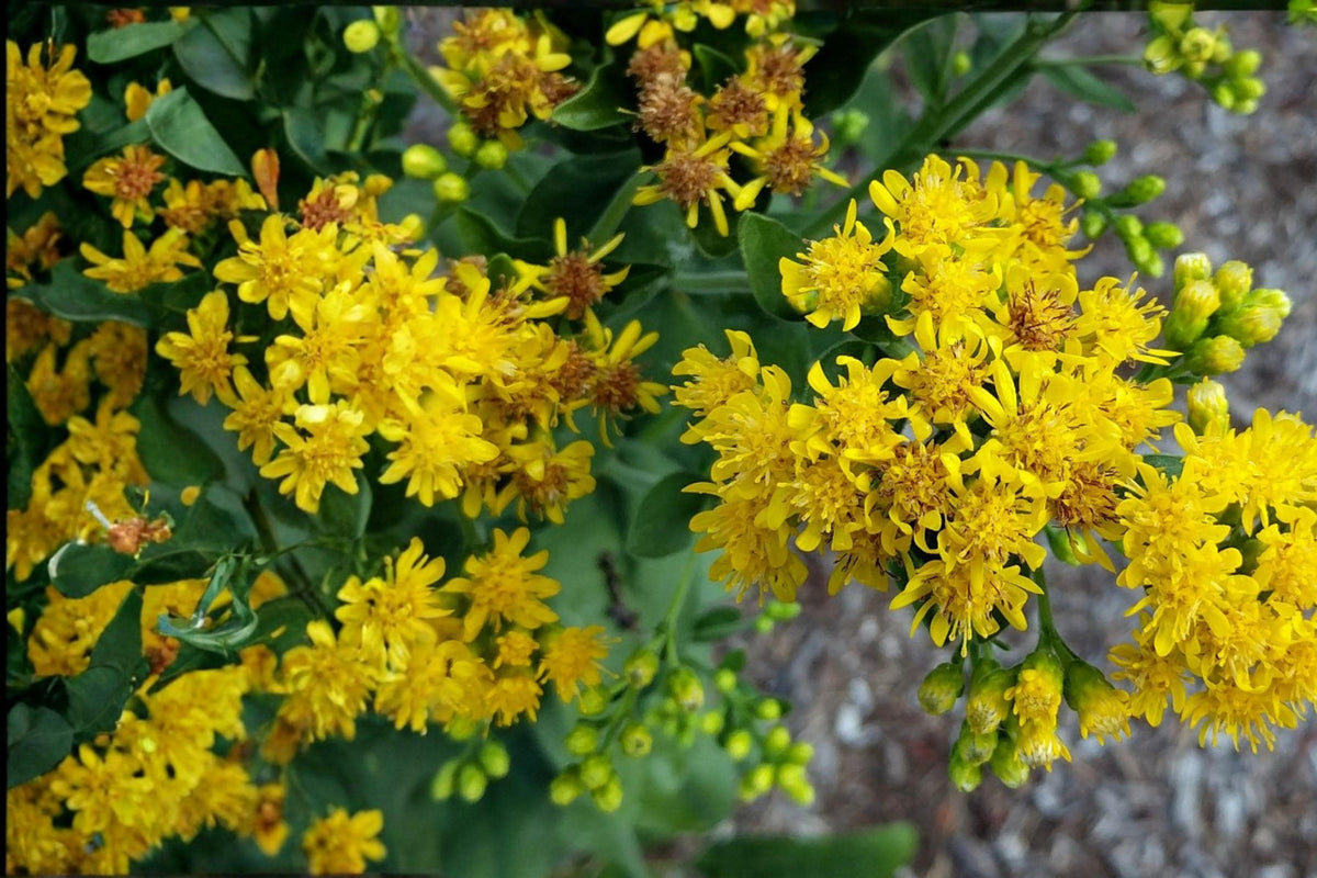 Stiff Goldenrod Seeds – Solidago rigida Perennial Wildflower for Prairie & Native Gardens, Bright Yellow Flat-Topped Clusters