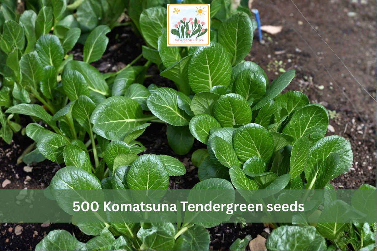 Komatsuna Tendergreen Mustard Spinach Seeds – 500 Seeds, Asian Leafy Vegetable, Brassica rapa var. perviridis, Fast-Growing Green for Stir-Fries & Salads