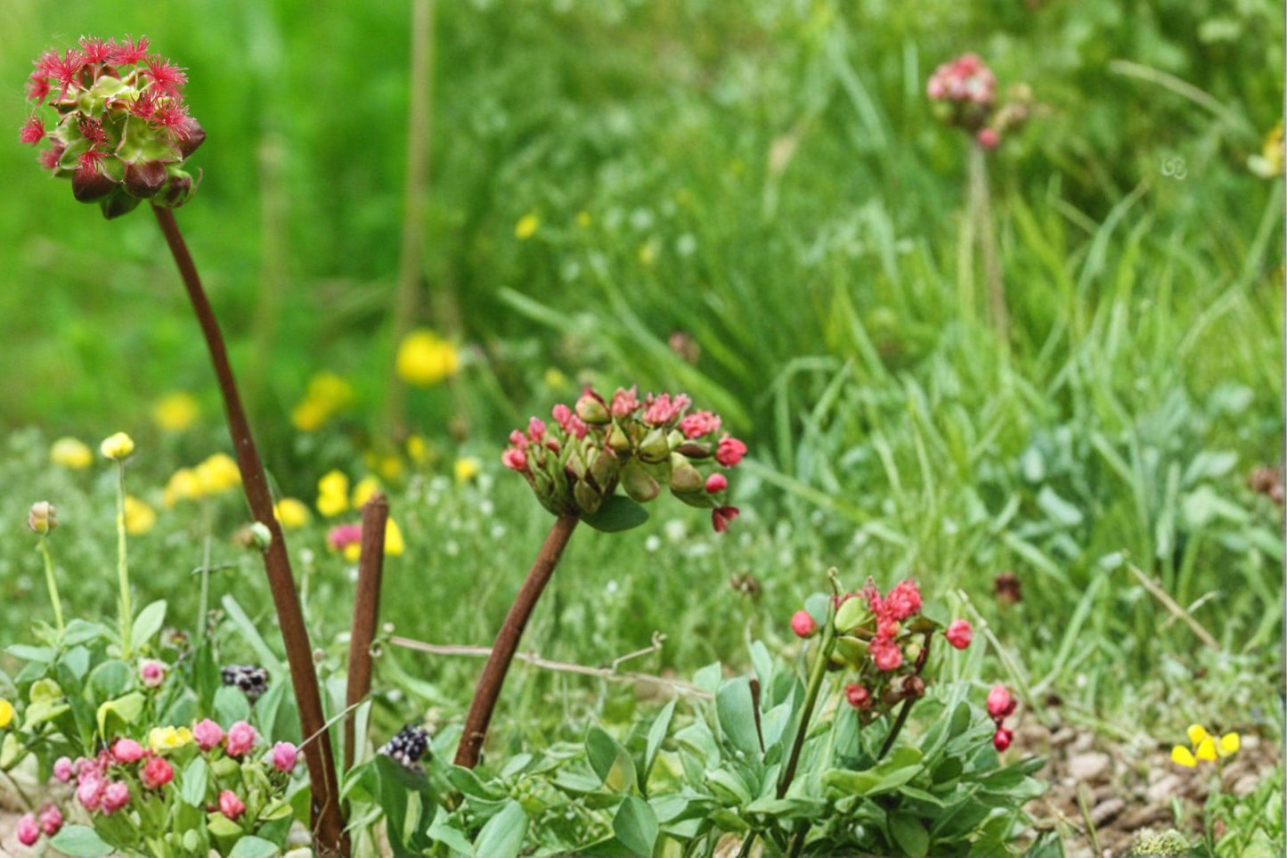 Small Burnet Seeds – Sanguisorba minor Perennial Herb with Green to Reddish Blooms, Drought Tolerant, Herb Garden, Natural Landscape