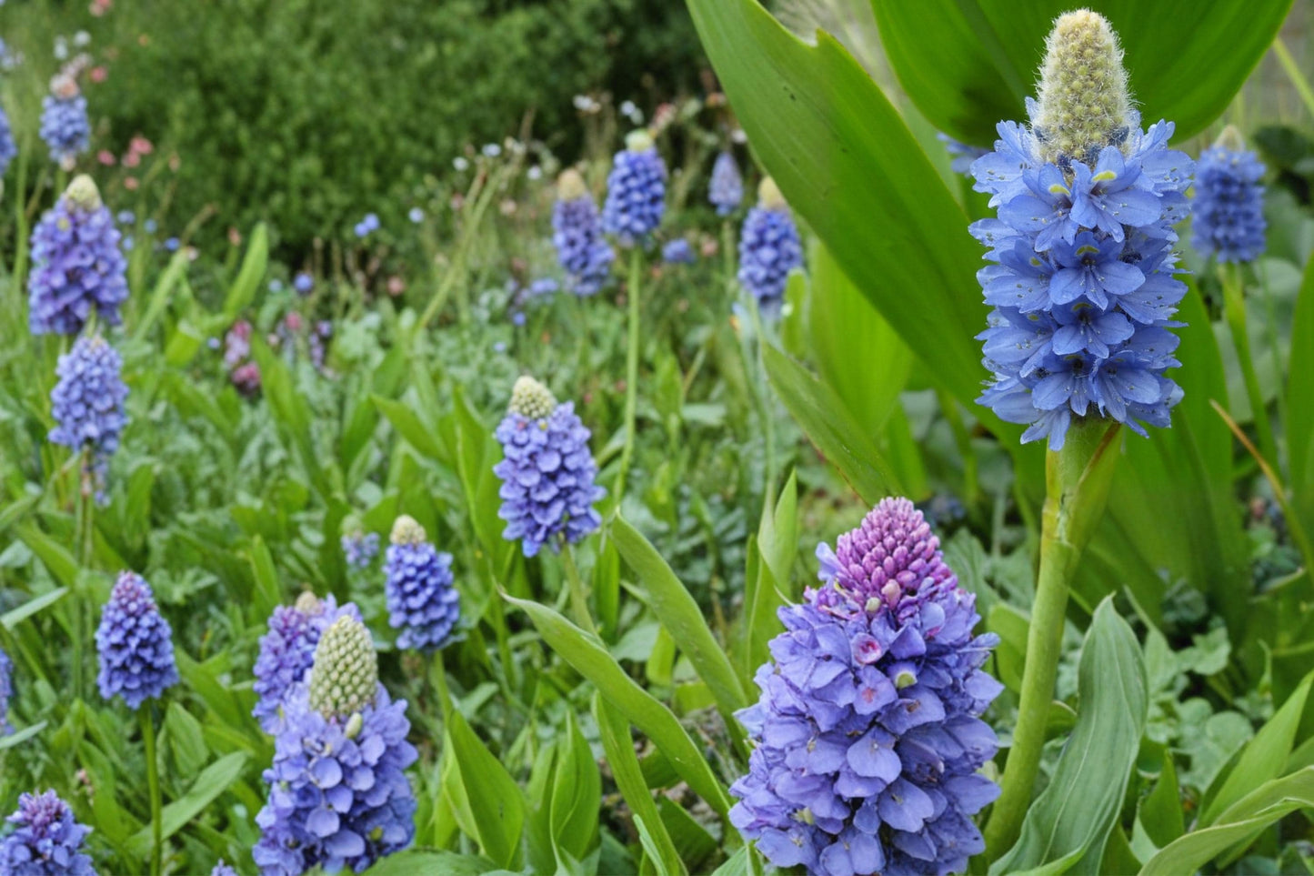 Pickerel Weed Seeds – Pontederia cordata – Perennial Aquatic Plant with Violet-Blue Flowers and Heart-Shaped Leaves