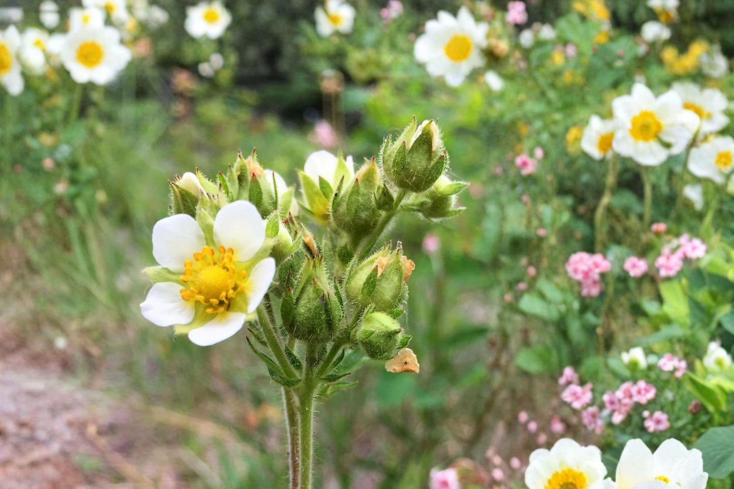Prairie Cinquefoil Seeds, Potentilla arguta, Perennial Wildflower, Yellow Flowers, Drought Tolerant, Native Prairie Plant Seeds