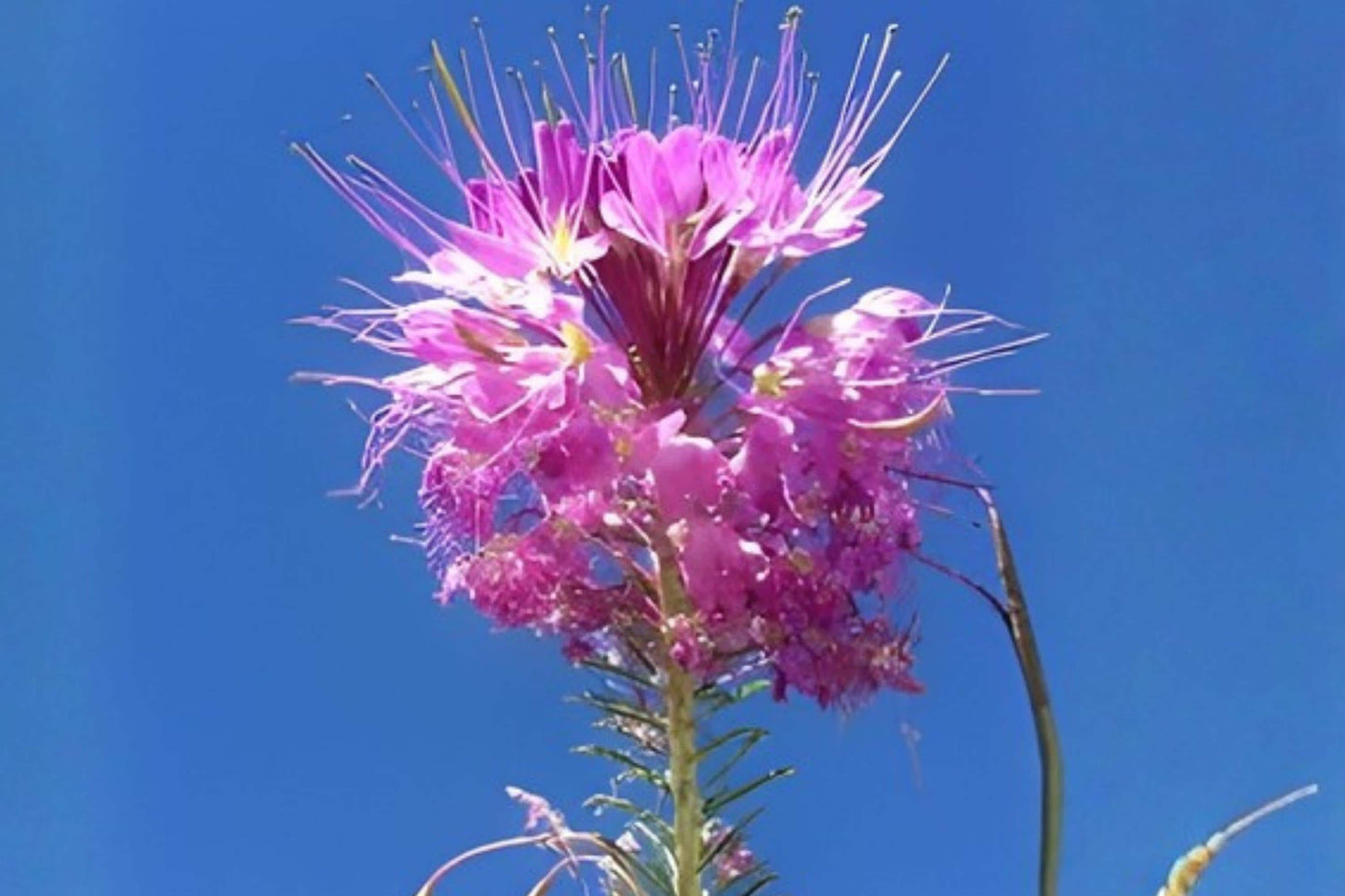Rocky Mountain Bee Plant Seeds – Native Wildflower with Pink to Purple Blooms, Attracts Pollinators, Cleome serrulata, 75 Seeds