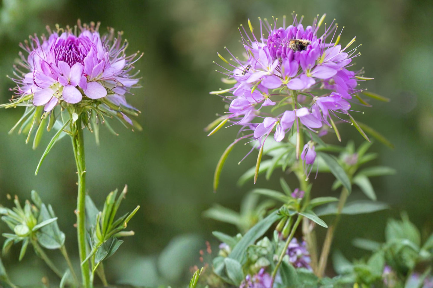 Rocky Mountain Bee Plant Seeds – Cleome serrulata Wildflower, Pink to Purple Flowers, Pollinator and Drought Tolerant Plant