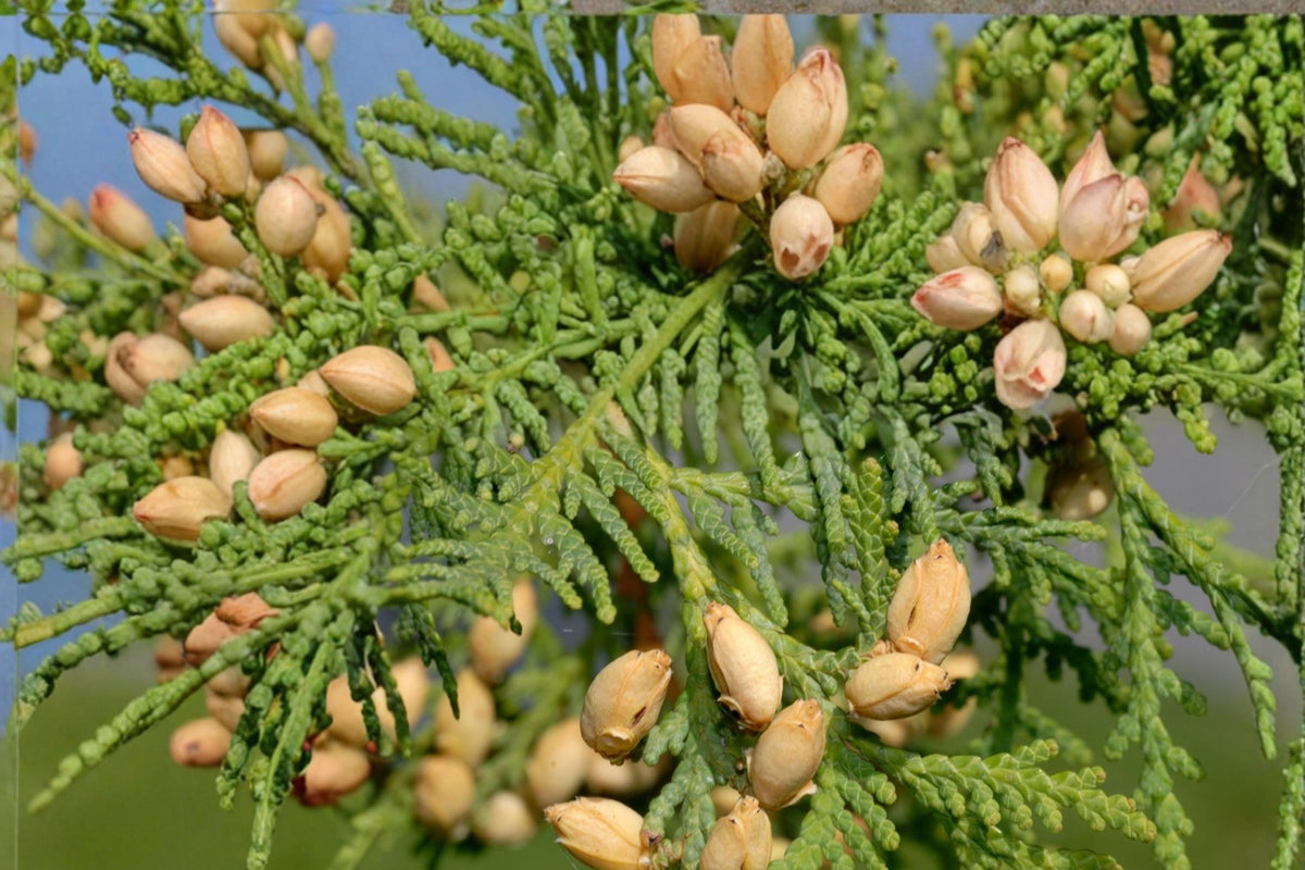 Eastern Arborvitae Seeds – Thuja occidentalis, Evergreen Conifer for Hedges & Screens, Dense Foliage, Ornamental Tree Seed
