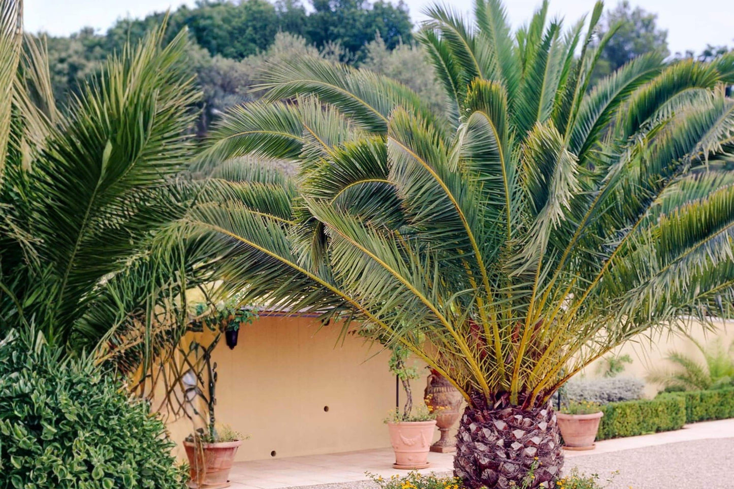Canary Date Palm Seeds – Phoenix canariensis Evergreen Palm Tree with Arching Fronds, Large Ornamental Landscape Plant