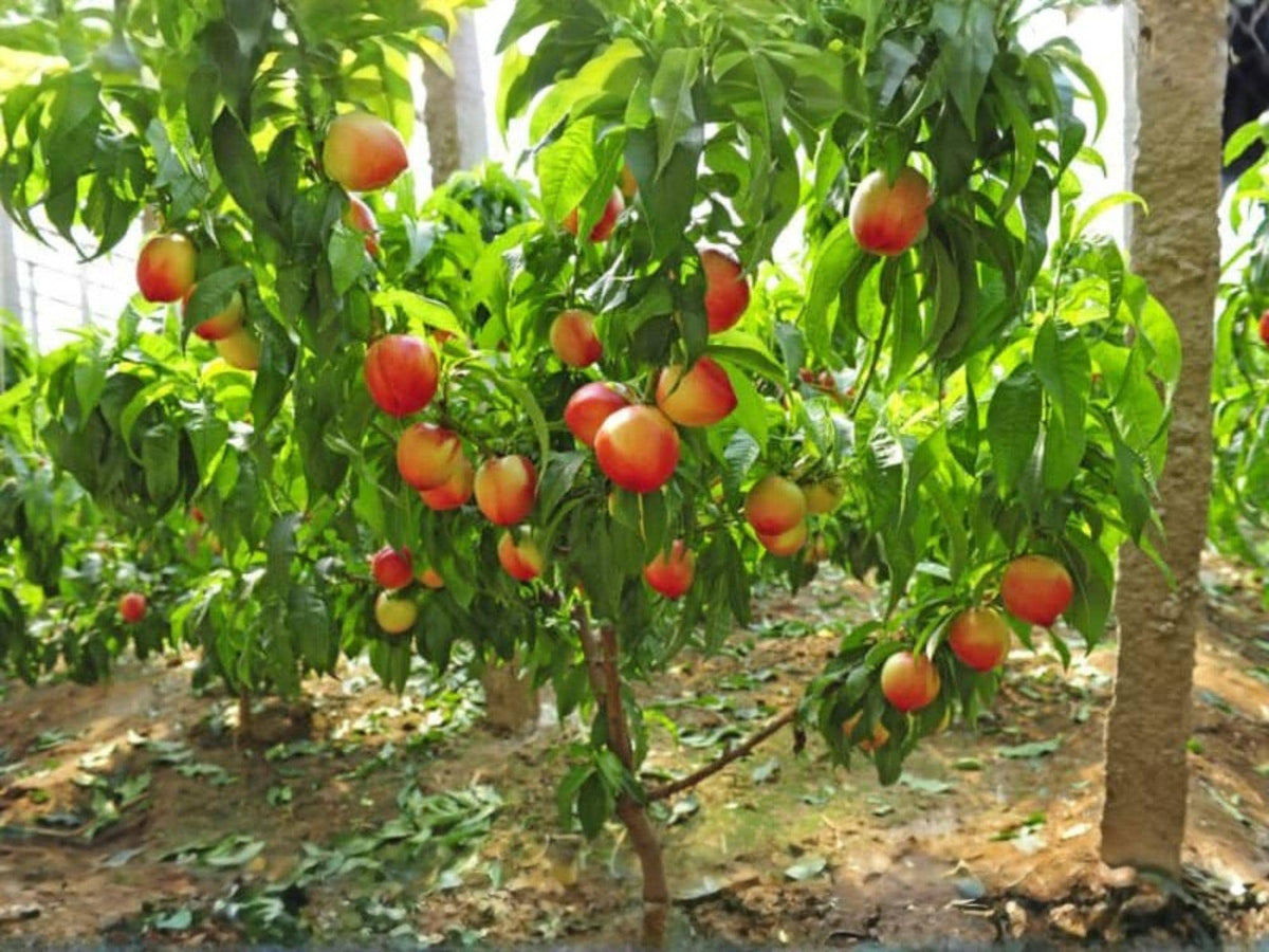 Mericrest Nectarine Fruit Tree – 2 ft Tall Backyard Orchard Plant – Prunus persica, Edible Garden, Summer Fruit, Spring Blossoms