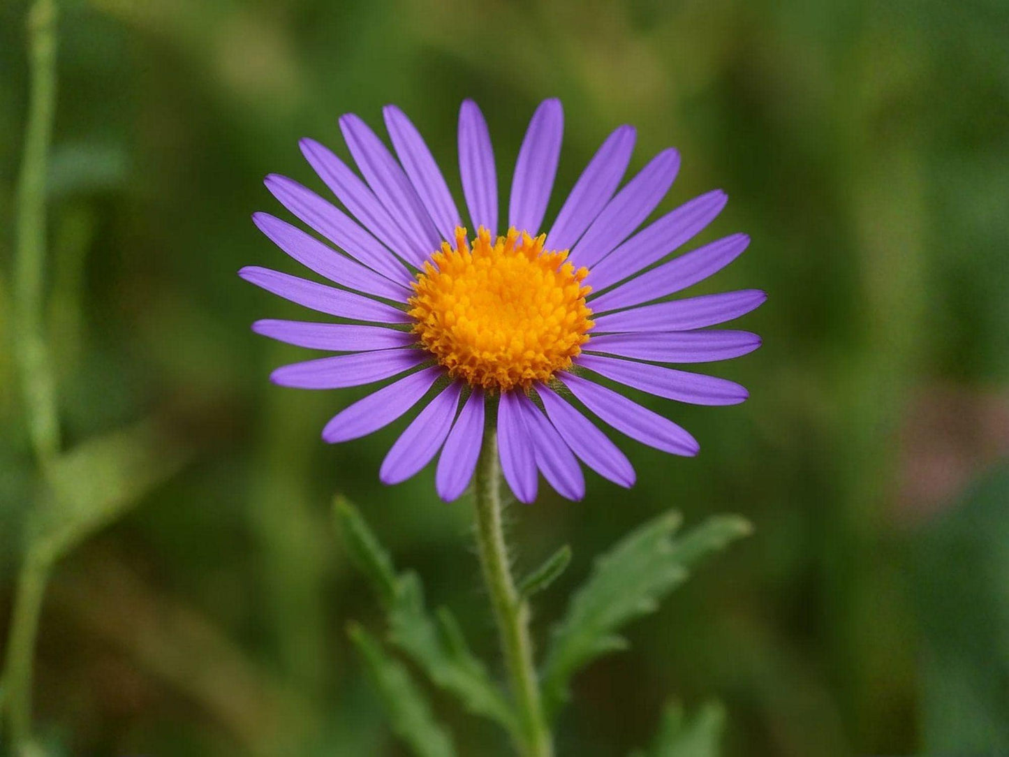 Purple Aster Seeds – Heirloom Bigelow’s Tansyaster Wildflower for Garden, Native, Non-GMO, Vibrant Purple Blooms, Machaeranthera bigelovii