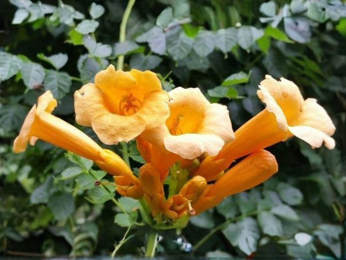 Yellow Trumpet Vine Seeds - Heirloom, Non-GMO Climbing Flower for Gardens - Campsis radicans ‘Flava’