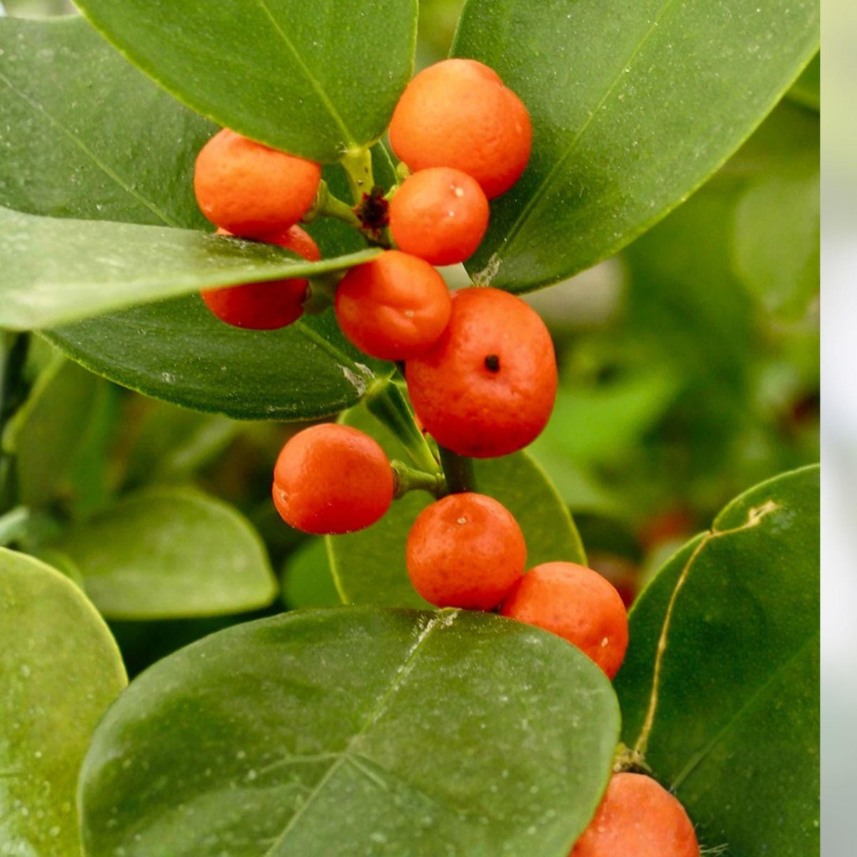 Rare Hong Kong Kumquat Cuttings – Mini Citrus Fruit Tree, Unrooted Live Plant, Fortunella japonica