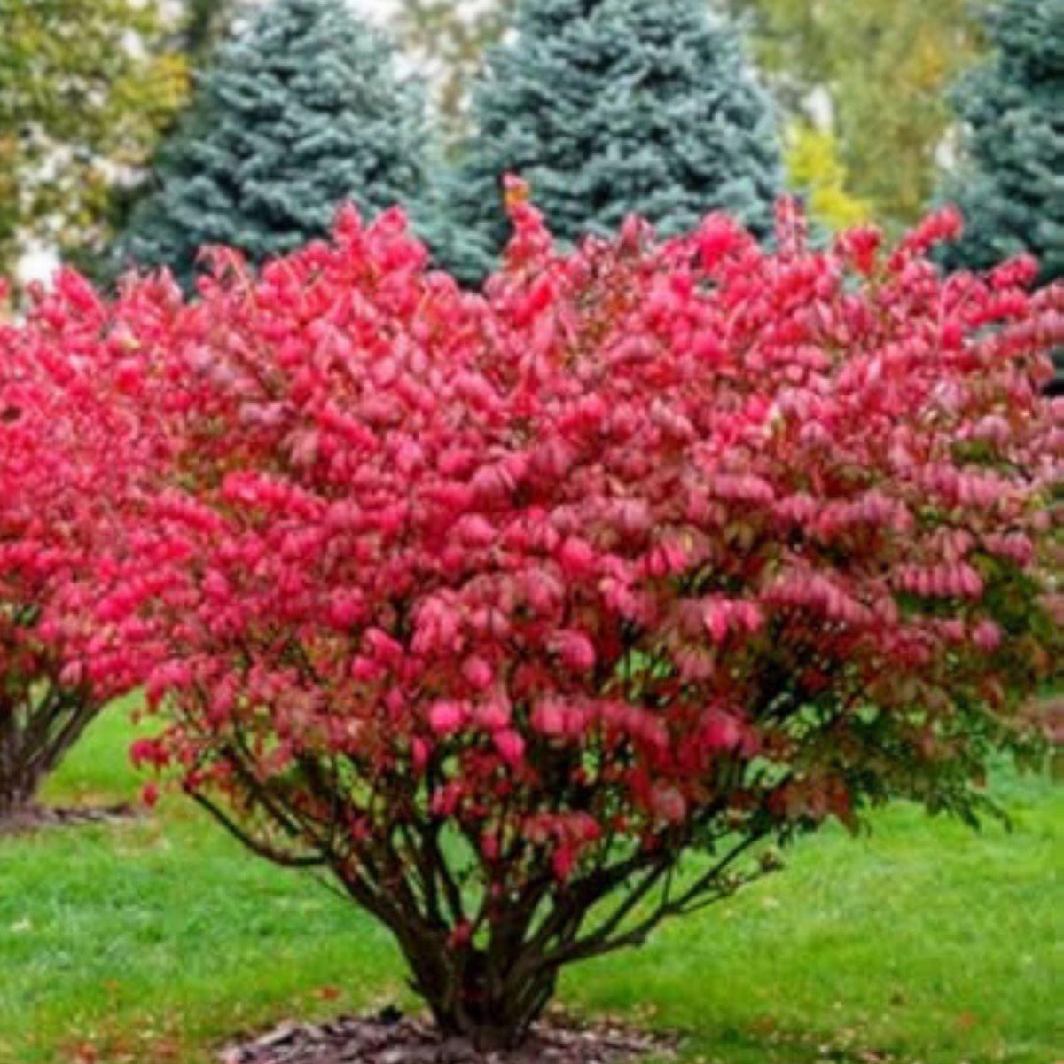 Burning Bush Seedlings – Bare Root Euonymus alatus with Vibrant Red Fall Foliage, 4–8 Inches, Landscape Shrub