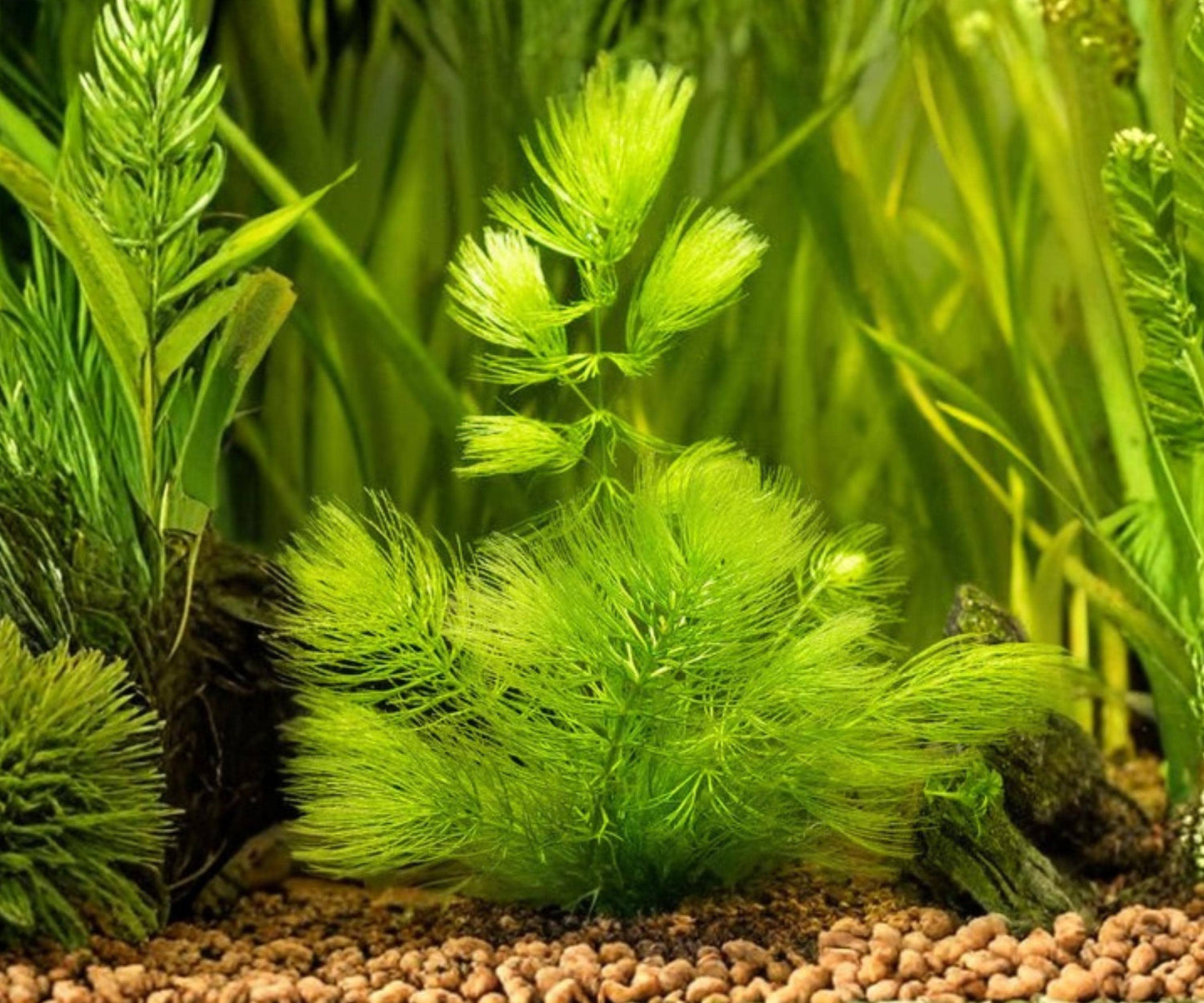 Hornwort Aquarium Plant – Live Ceratophyllum demersum for Fish Tanks & Ponds – Floating Oxygenating Aquatic Plant