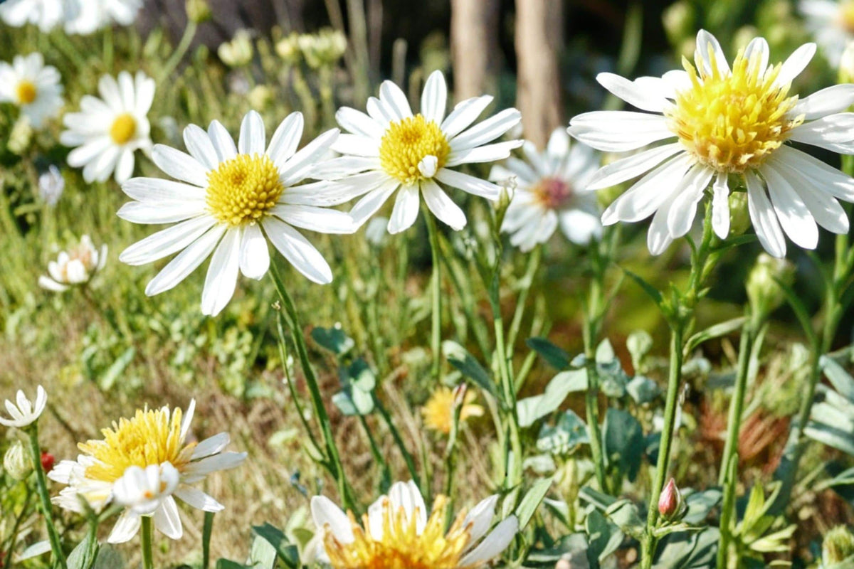 False Aster Seeds – Boltonia asteroides, White Daisy-Like Flowers, Perennial Garden Plant, Meadow & Border Plant