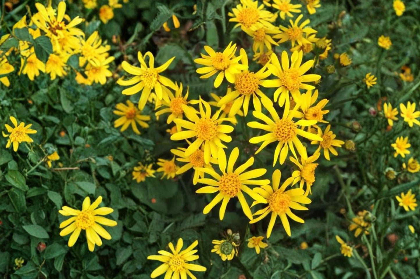 Golden Ragwort Seeds – Packera aurea Perennial with Bright Yellow Daisy-Like Flowers for Shade Gardens, Woodland & Naturalized Areas